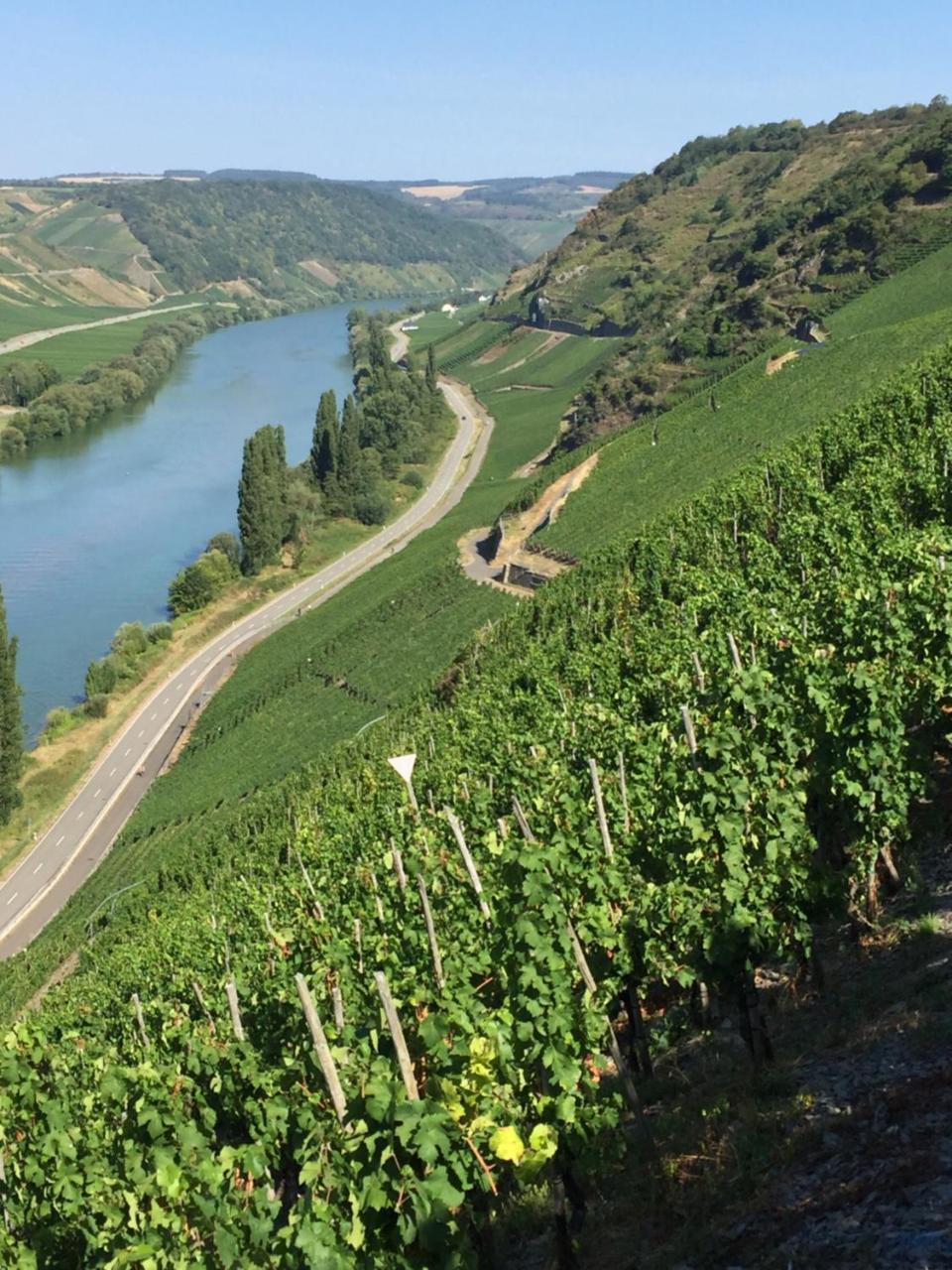 Weingut & Gaestehaus Edwin Hoffmann Trittenheim Εξωτερικό φωτογραφία